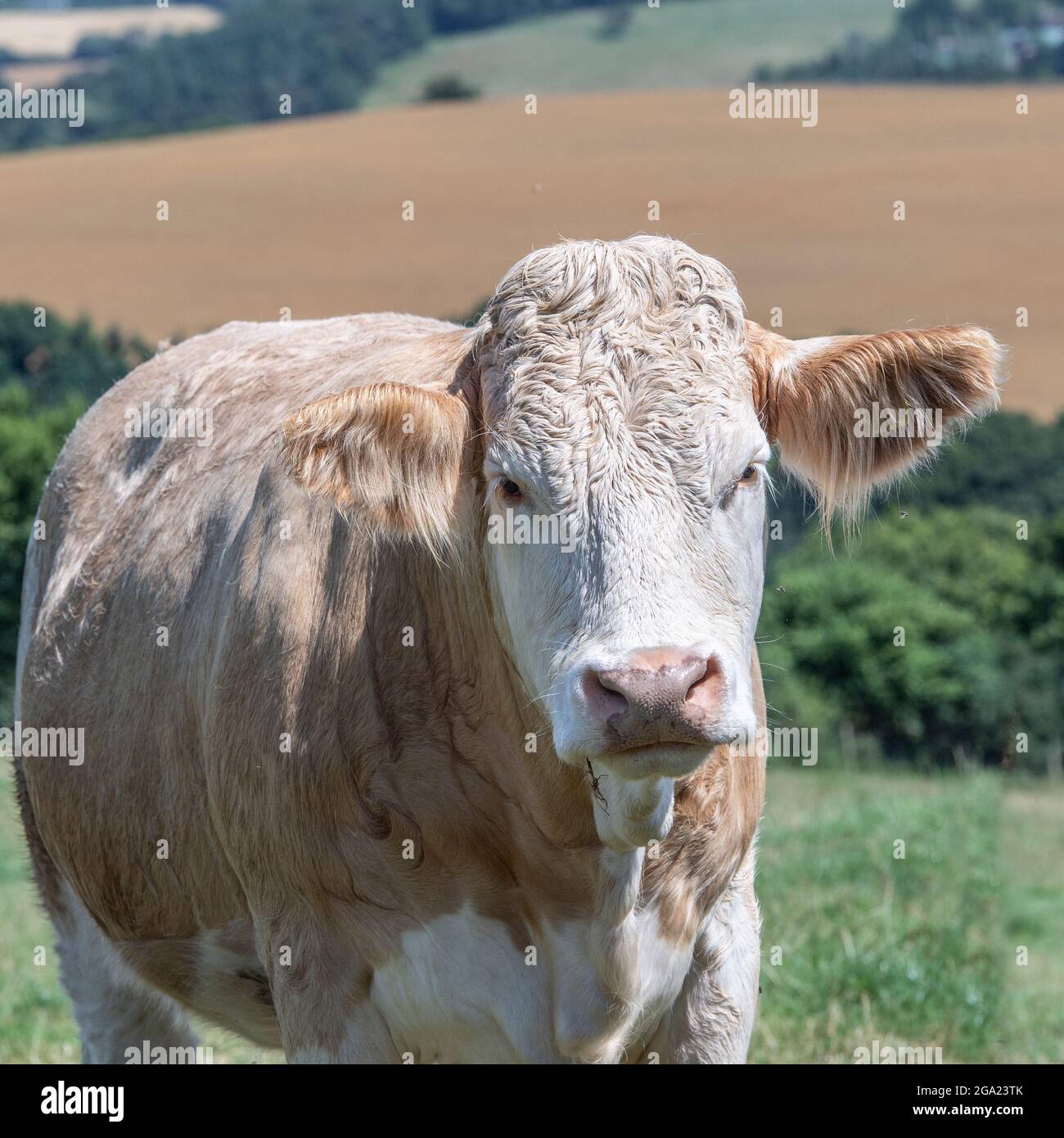 Simmentaler Kuh Stockfoto