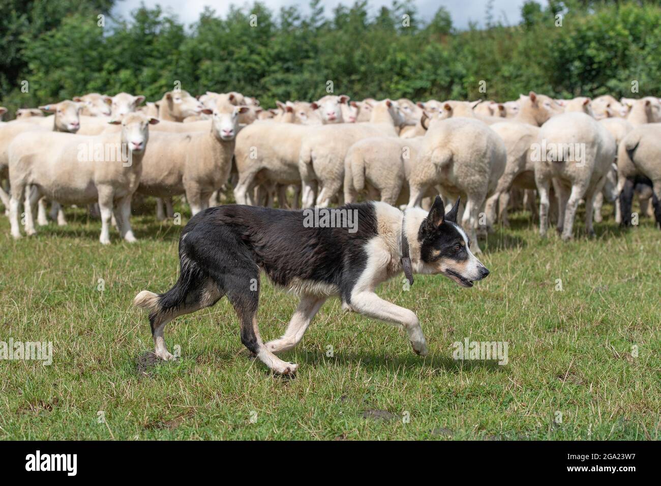 Border Collie verrundete Schafe Stockfoto