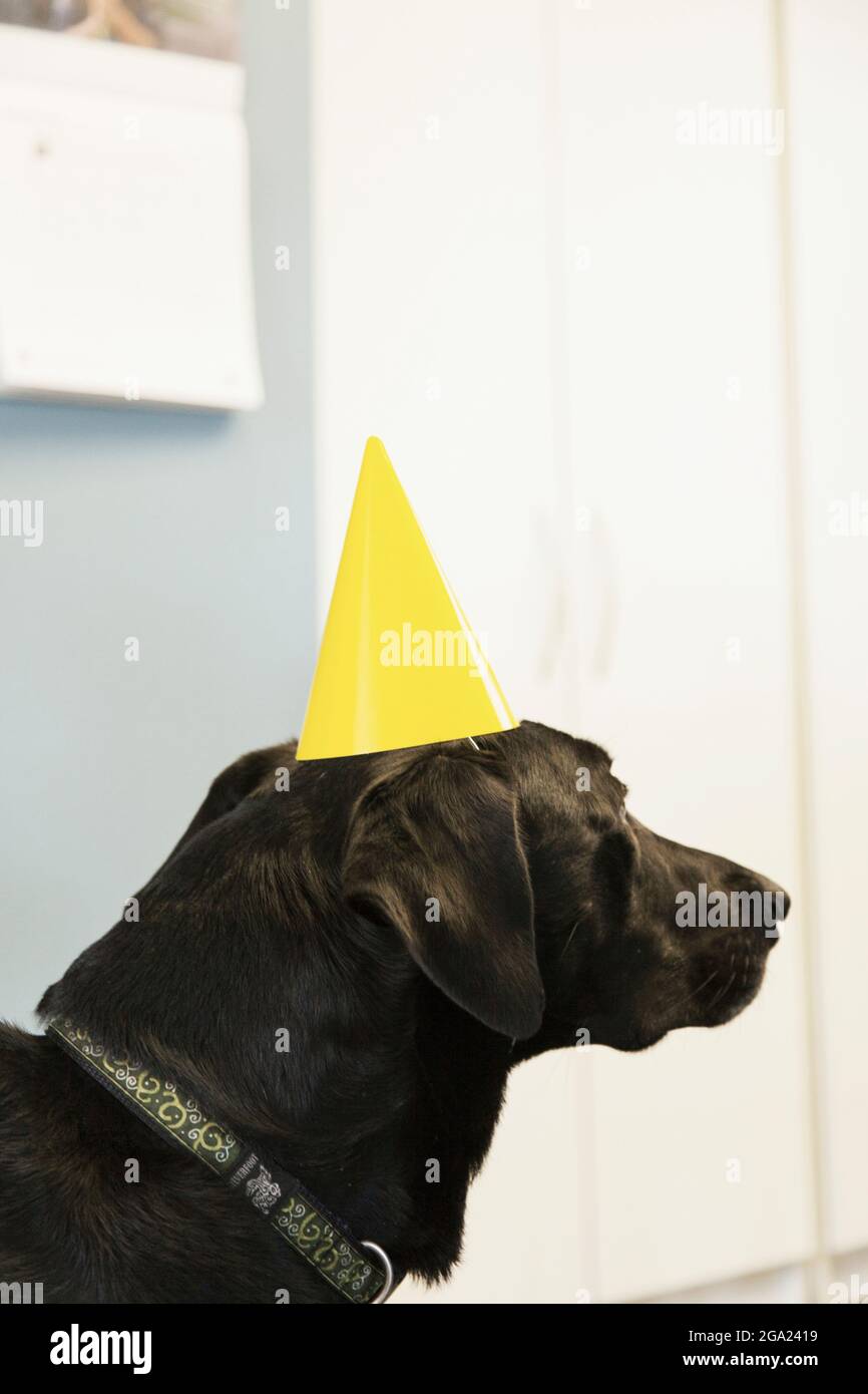 Großer Hund mit gelbem Geburtstagshut. Stockfoto