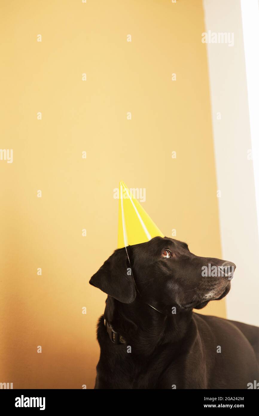 Großer Hund mit gelbem Geburtstagshut. Stockfoto