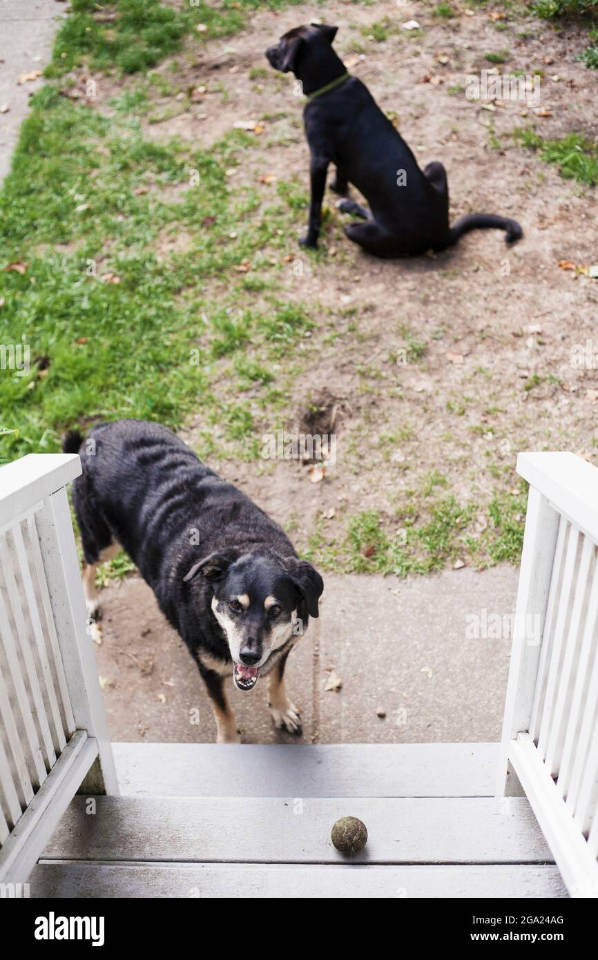 Zwei große Hunde im Hinterhof. Stockfoto