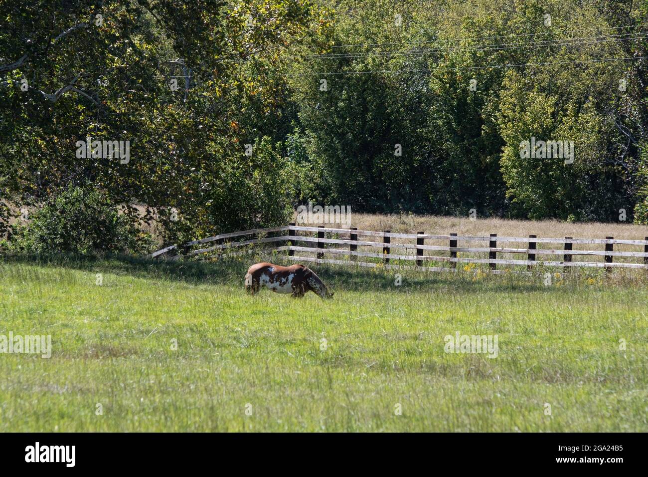 Overo malen Pferd grasen in sehr hohen Gras Weide im Spätsommer. Stockfoto