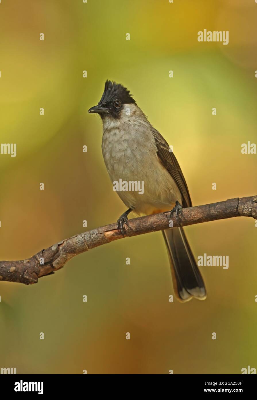 Rußköpfiger Bulbul (Pycnonotus aurigaster thais) Erwachsener, der auf dem toten Zweig Kaeng Krachan in Thailand thront November Stockfoto