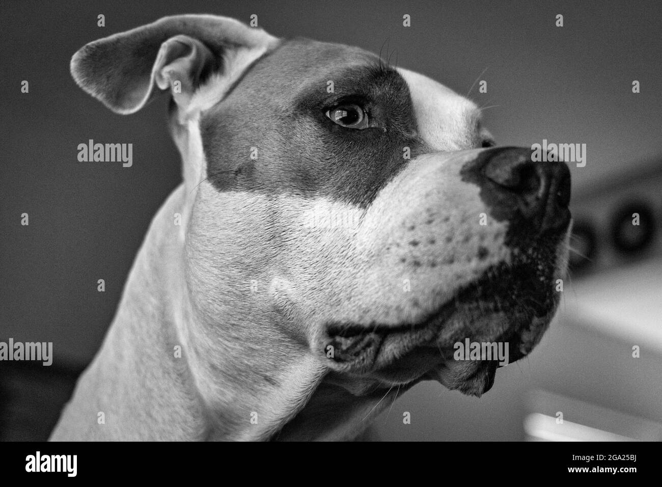 Nahaufnahme eines Mischlingshundes (American Staffordshire Pit Bull Terrier und American Pit Bull Terrier) (Canis lupus familiaris), der besorgt aussagt Stockfoto