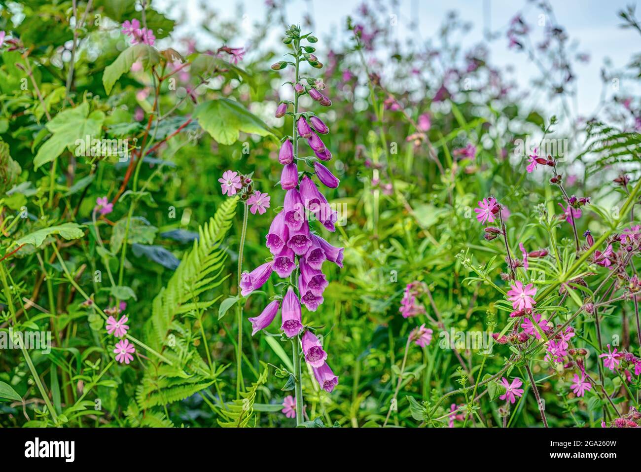 Ein hübscher violetter Fuchshandschuh (digitalis), der wild in diesem englischen Heckengehege an der Seite einer Landstraße wächst, umgeben von anderen Blumen wie Campian. Stockfoto