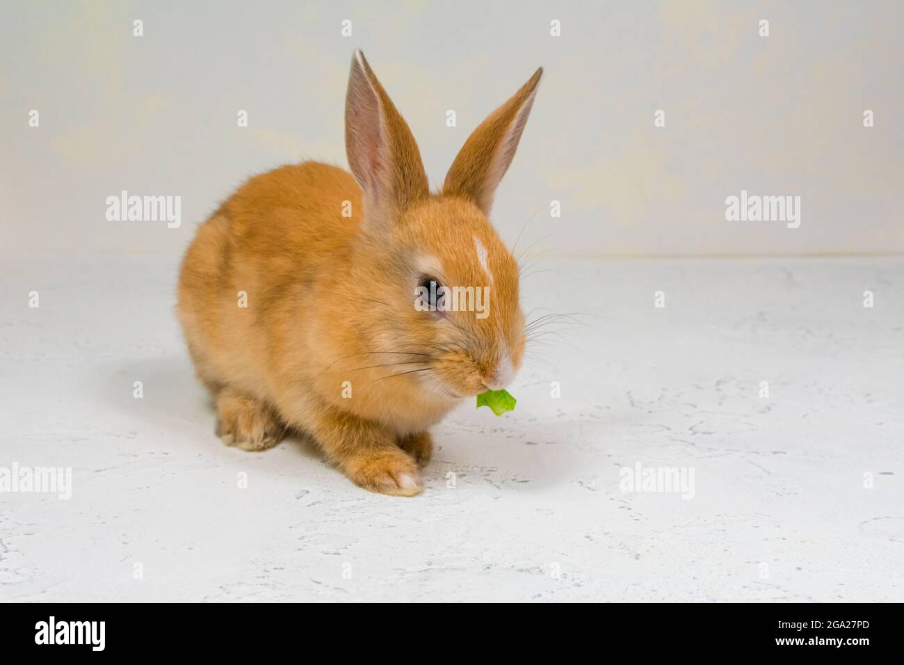 Bezaubernder Rothaariger Hase, der auf weißem Hintergrund sitzt und isst Ein grünes Blatt Salat Stockfoto