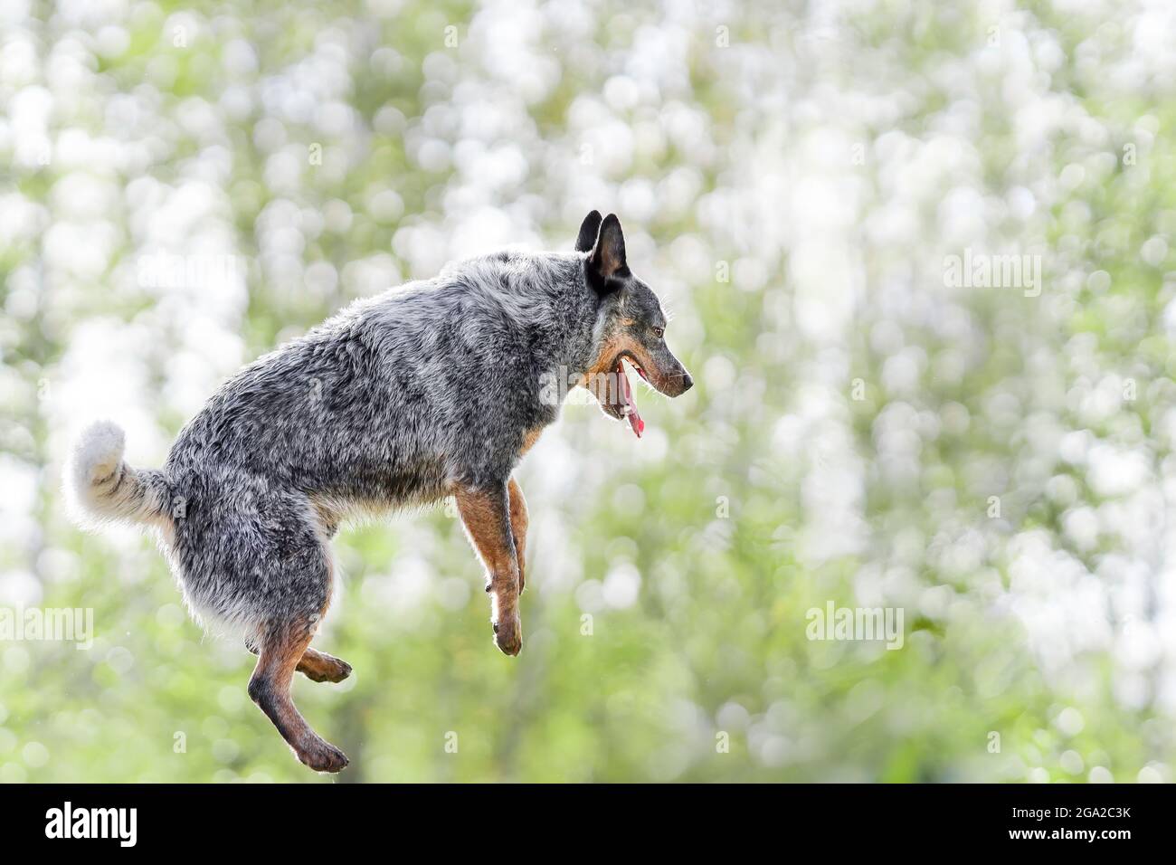 Junger australischer Rinderhund oder blauer Heeler, der in der Natur spielt und springt Stockfoto