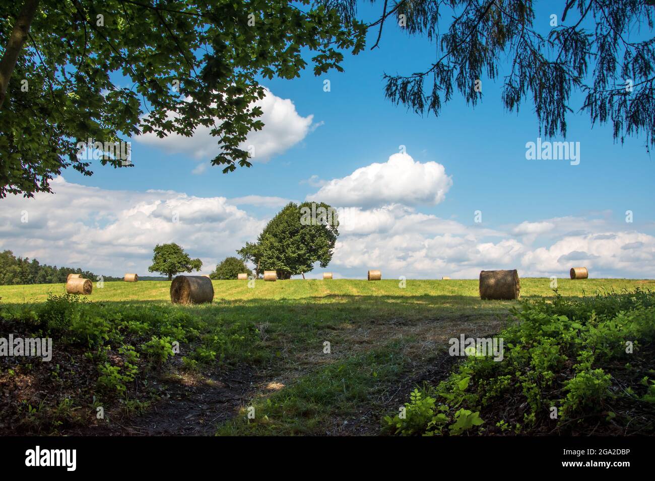 Landwirtschaftliche Feld im Sommer. Auf einer Wiese liegen getrocknete Heuballen. Baumzweige im Vordergrund. Bäume und blauer, wolkig Himmel im Hintergrund. Stockfoto