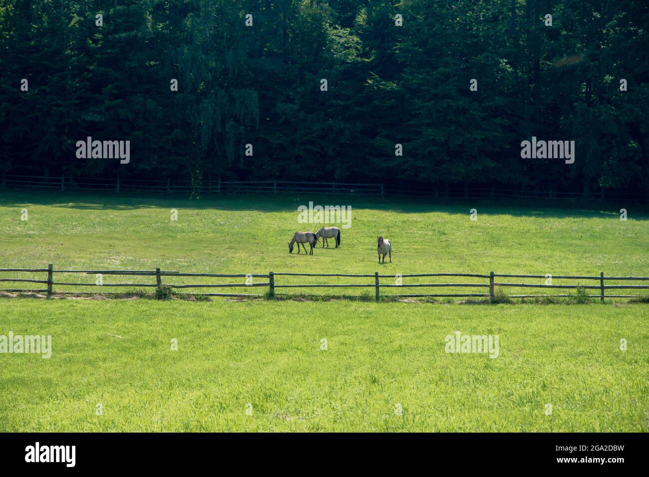 Kleine Gruppe von Pferden (polnischer Konik), die auf frischer, grüner Wiese grasen. Wald im Hintergrund. Schöner, sonniger Tag. Florianka, Roztocze, Polen. Stockfoto