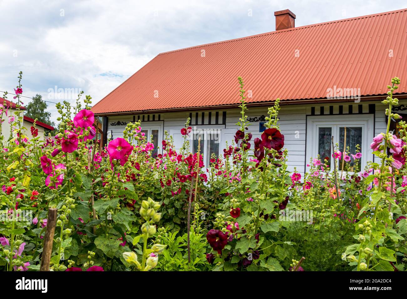 Altes, traditionelles Landhaus, versteckt zwischen hohen, bunten Blumen am bewölkten Himmel. Krasnobród, Roztocze, Polen Stockfoto