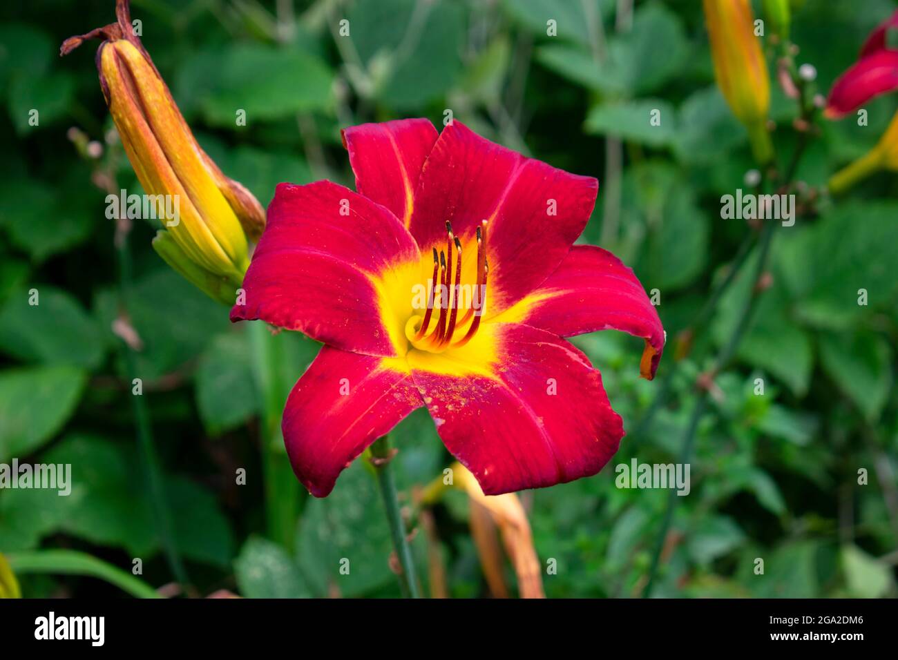 Nahaufnahme der orangen Taglilie, auch bekannt als Grabenlilie, auf einem verschwommenen grünen Hintergrund. -07 Stockfoto