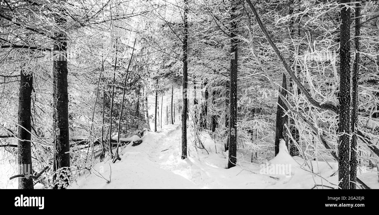 Frostige Bäume im Winter; Nipigon, Ontario, Kanada Stockfoto