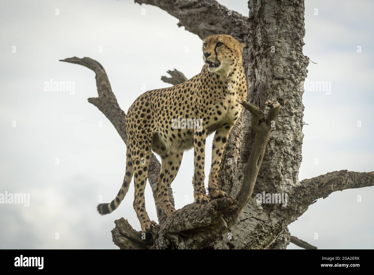 Cheetah (Acinonyx jubatus) steht mit offenem Mund im Baum drehenden Kopf, Maasai Mara National Reserve; Narok, Masai Mara, Kenia Stockfoto