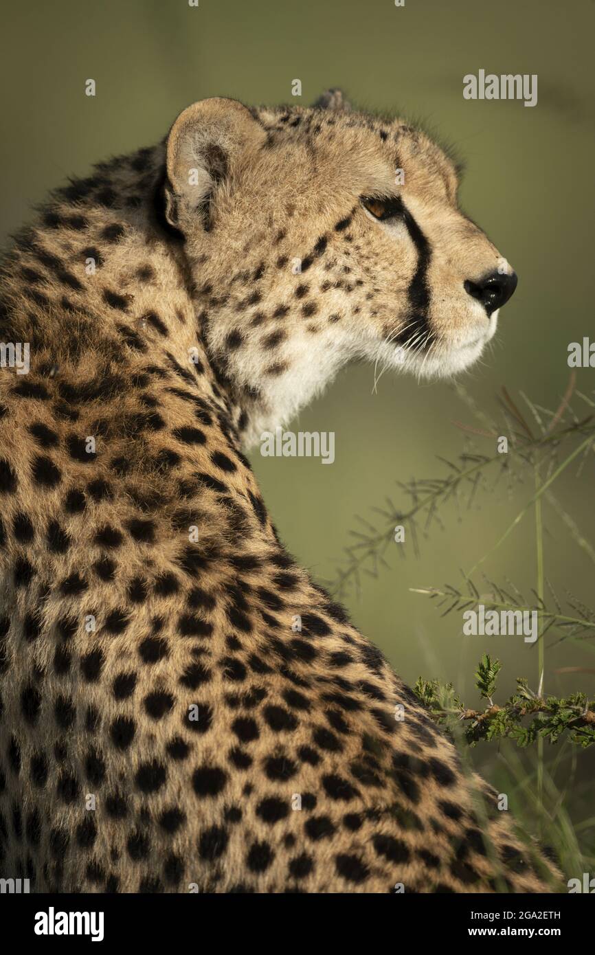 Nahaufnahme eines Geparden (Acinonyx jubatus), der an dornigen Zweigen sitzt, Maasai Mara National Reserve; Narok, Masai Mara, Kenia Stockfoto