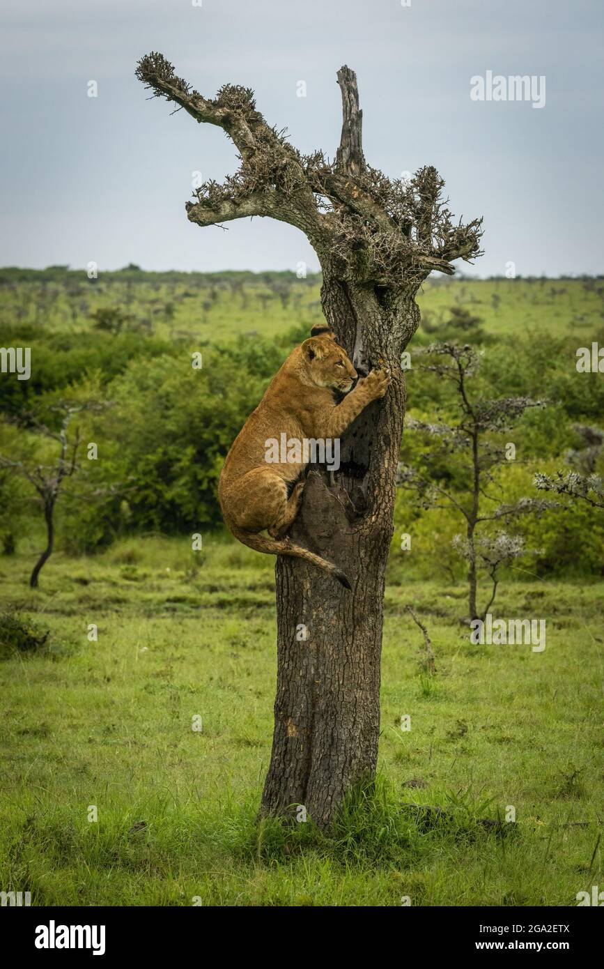 Löwenjunge (Panthera leo leo) klettert auf Baumstamm in der Savanne, Maasai Mara National Reserve; Narok, Masai Mara, Kenia Stockfoto