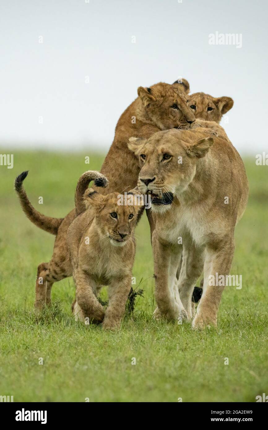 Jungtiere greifen Löwin (Panthera leo leo) an, die auf einer grasbewachsenen Ebene, dem Maasai Mara National Reserve, Narok, Masai Mara, Kenia, läuft Stockfoto