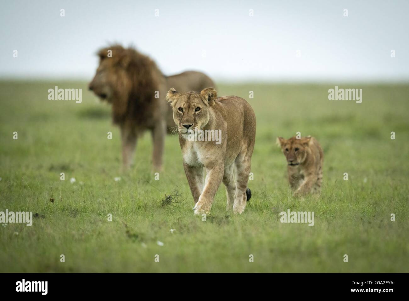 Löwin und Löwenjunge (Panthera leo leo) gehen weg vom Männchen, Maasai Mara National Reserve; Narok, Masai Mara, Kenia Stockfoto