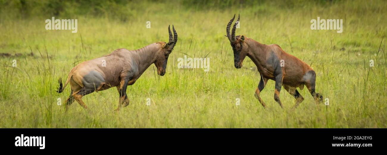 Panorama von männlichen Topis (Damaliscus lunatus jimela), die auf Gras kämpfen, Maasai Mara National Reserve; Narok, Masai Mara, Kenia Stockfoto