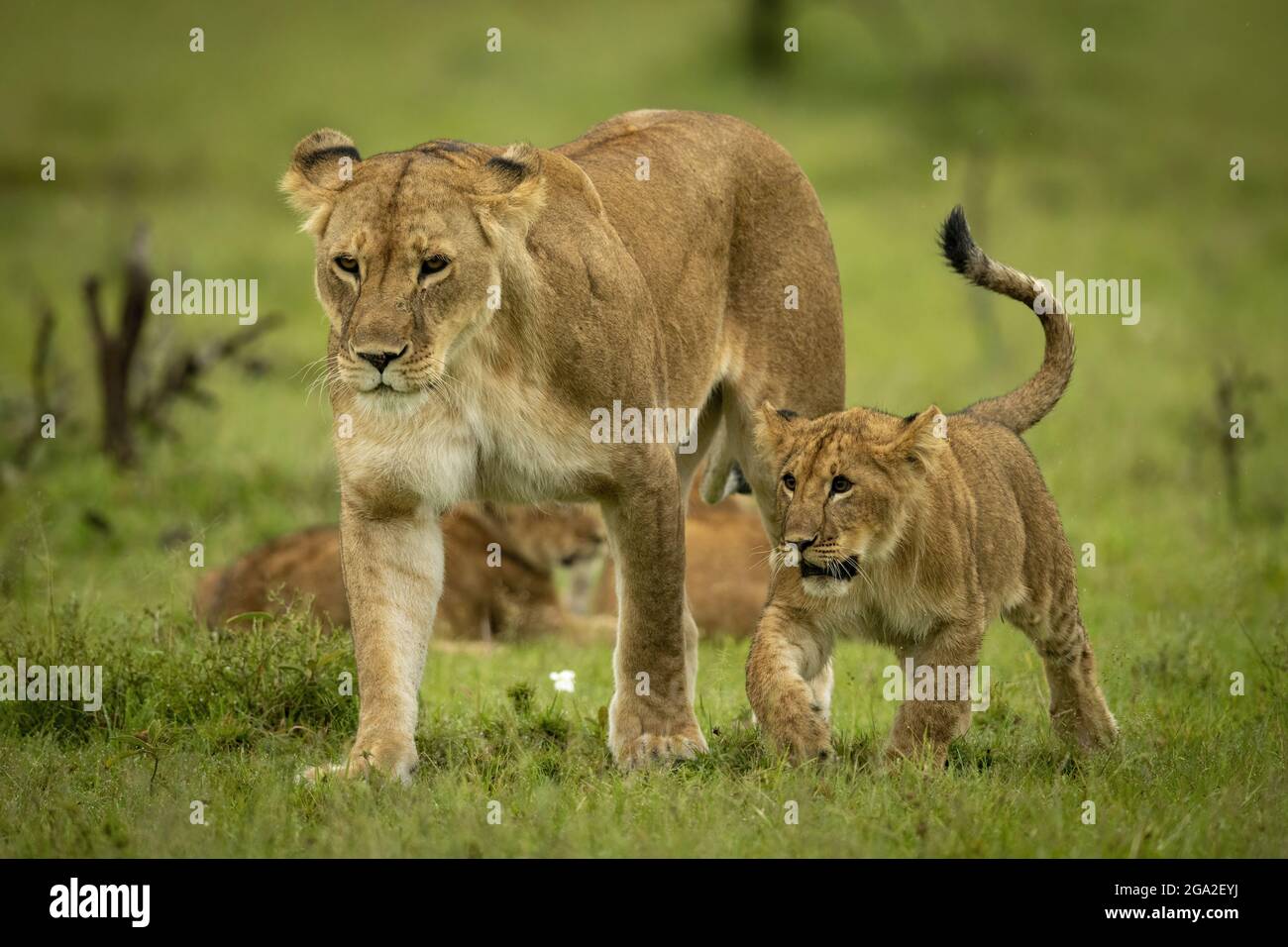 Löwin und Löwenjunge (Panthera leo leo) wandern gemeinsam auf der Savanne, dem Maasai Mara National Reserve; Narok, Masai Mara, Kenia Stockfoto