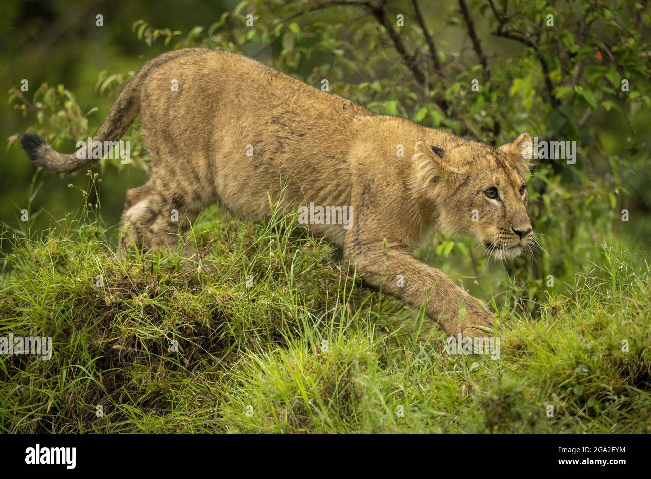 Das Löwenjunge (Panther leo leo) stielt am Busch vorbei und starrt vor dem Maasai Mara National Reserve; Narok, Masai Mara, Kenia Stockfoto