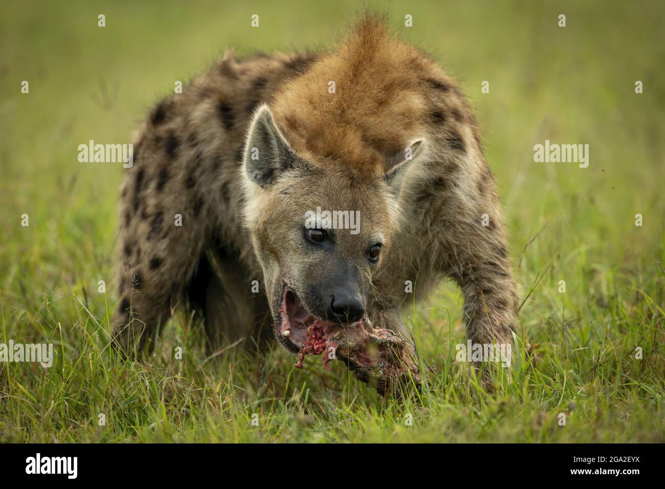 Gefleckte Hyäne (Crocuta crocuta), die auf Graskauknochen steht, Maasai Mara National Reserve; Narok, Masai Mara, Kenia Stockfoto