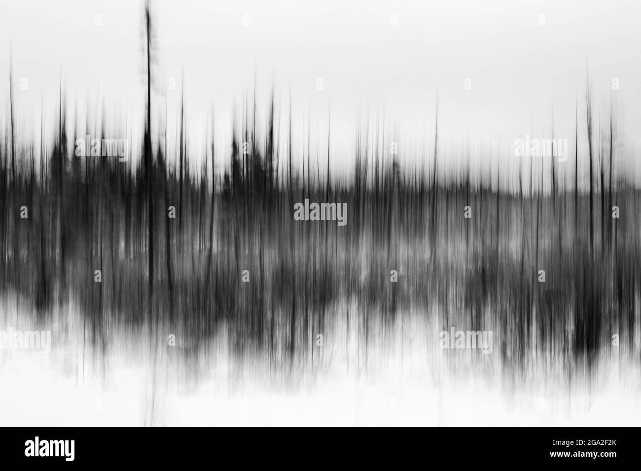 Ein Waldeindruck; Thunder Bay, Ontario, Kanada Stockfoto