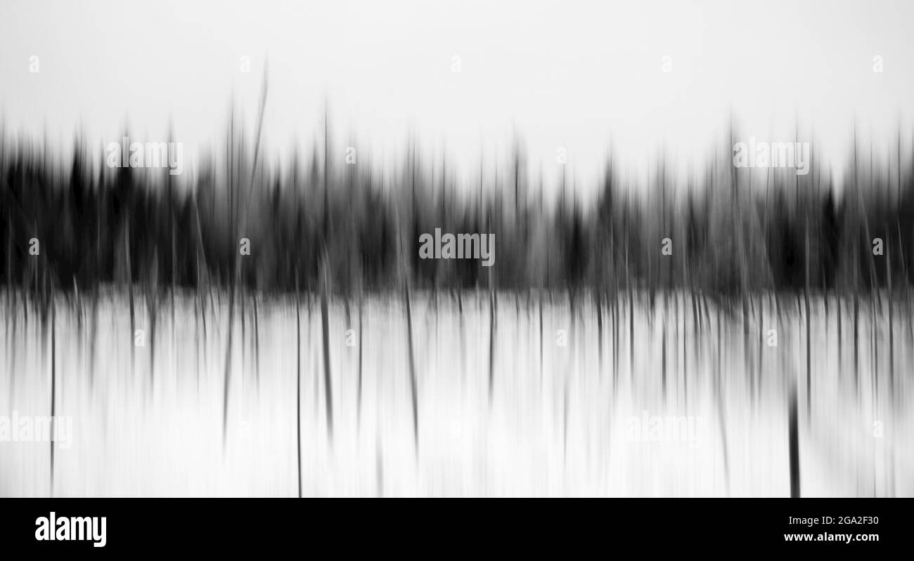 Ein Waldeindruck; Thunder Bay, Ontario, Kanada Stockfoto