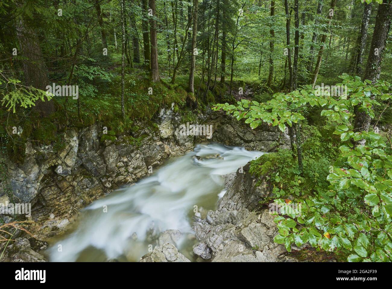 Bach durch den Wald beim Chiemsee, Nationalpark Berchtesgaden, Berchtesgadener Land; Ramsau, Bayern, Deutschland Stockfoto