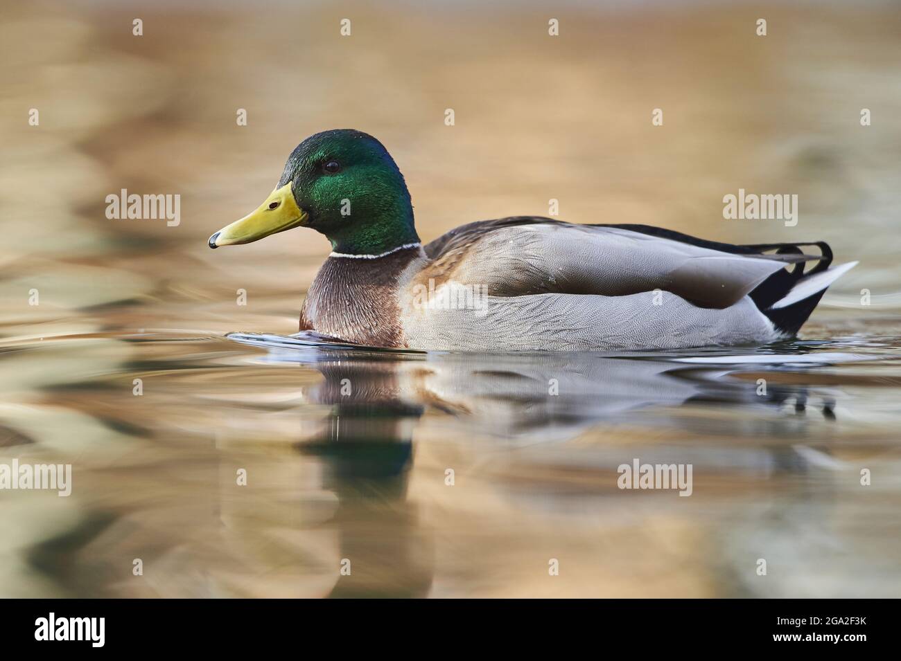 Mallard (Anas platyrhynchos) schwimmt in einem See; Bayern, Deutschland Stockfoto