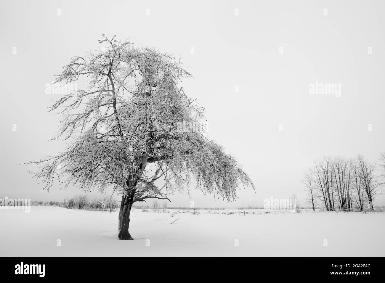 Frostige Bäume im Winter; Thunder Bay, Ontario, Kanada Stockfoto