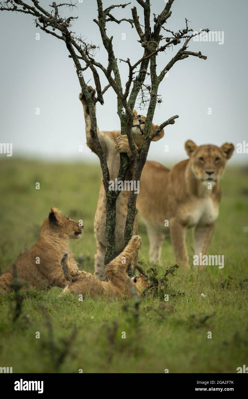 Löwin (Panthera leo) beobachtet, wie das Junge von anderen, dem Maasai Mara National Reserve, dem Narok, Masai Mara, Kenia, auf den Baum klettert Stockfoto