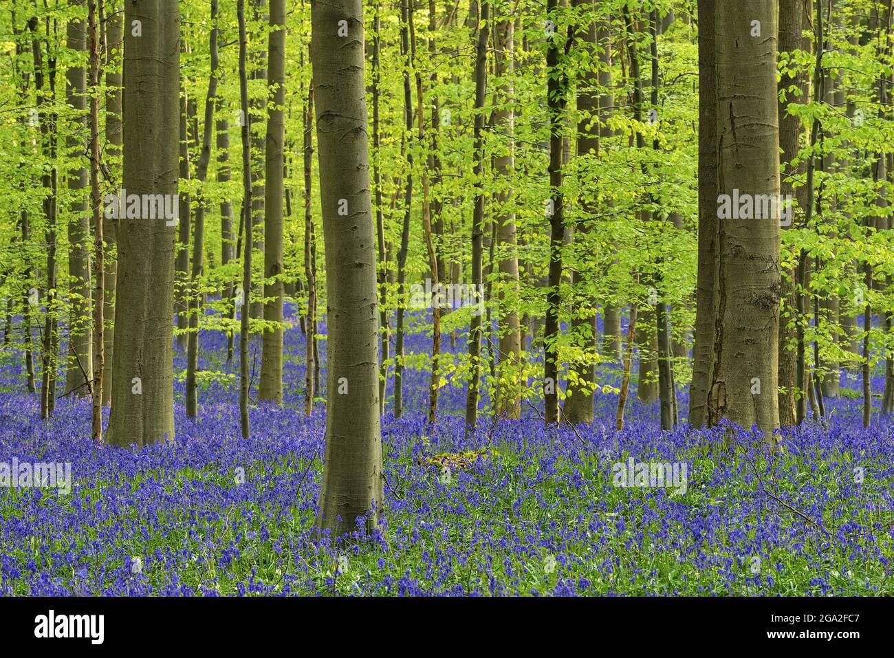 Bluebell blüht (Hyacinthoides non-scripta) Teppich Hartholz Buche Wald im frühen Frühjahr Stockfoto