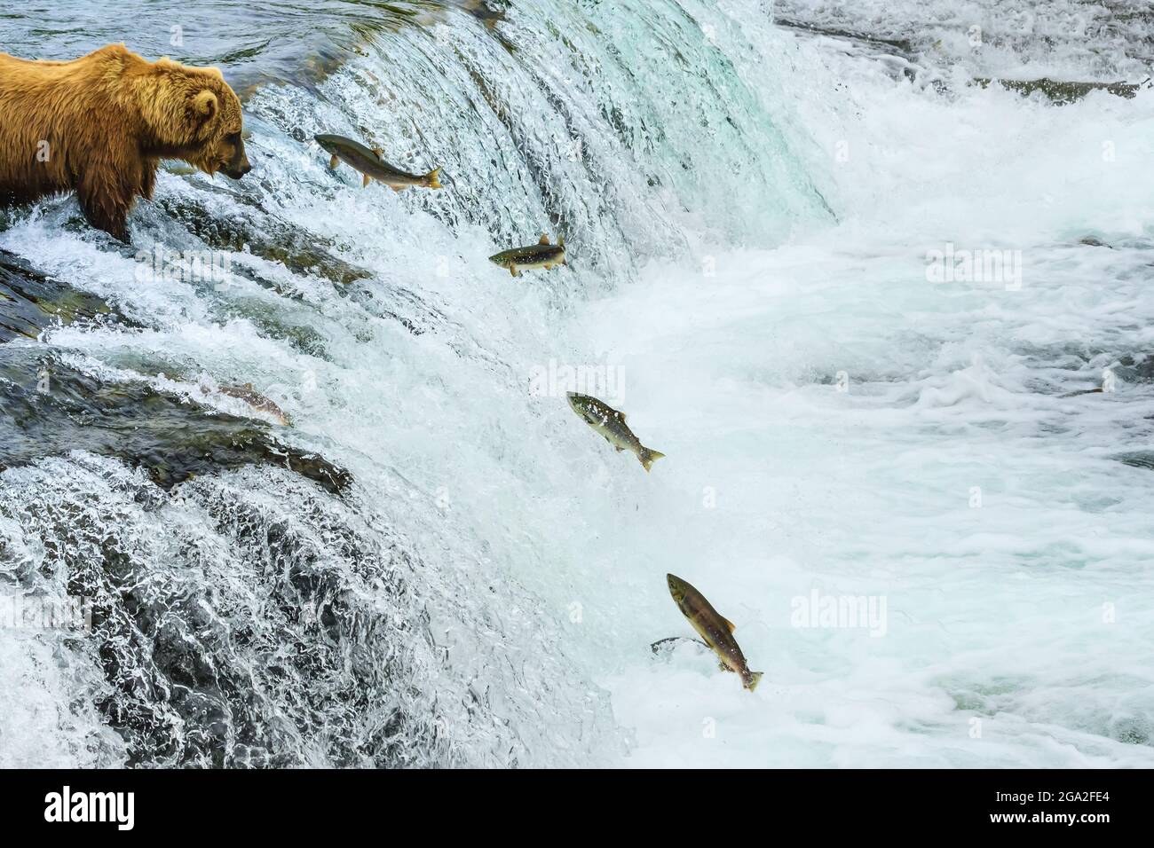 Braunbär (Ursus arctos), der an den Brooks Falls, im Katmai National Park und Preserve, Alaska, auf Springen von Sockeye-Lachs angeln kann Stockfoto