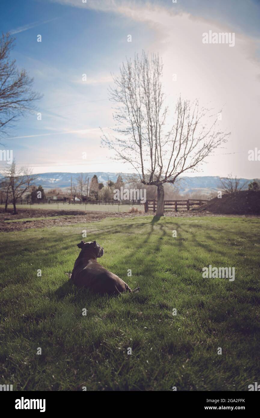 Gray Pitt Bull legt sich entspannt auf Gras; Reno, Nevada, Vereinigte Staaten von Amerika Stockfoto