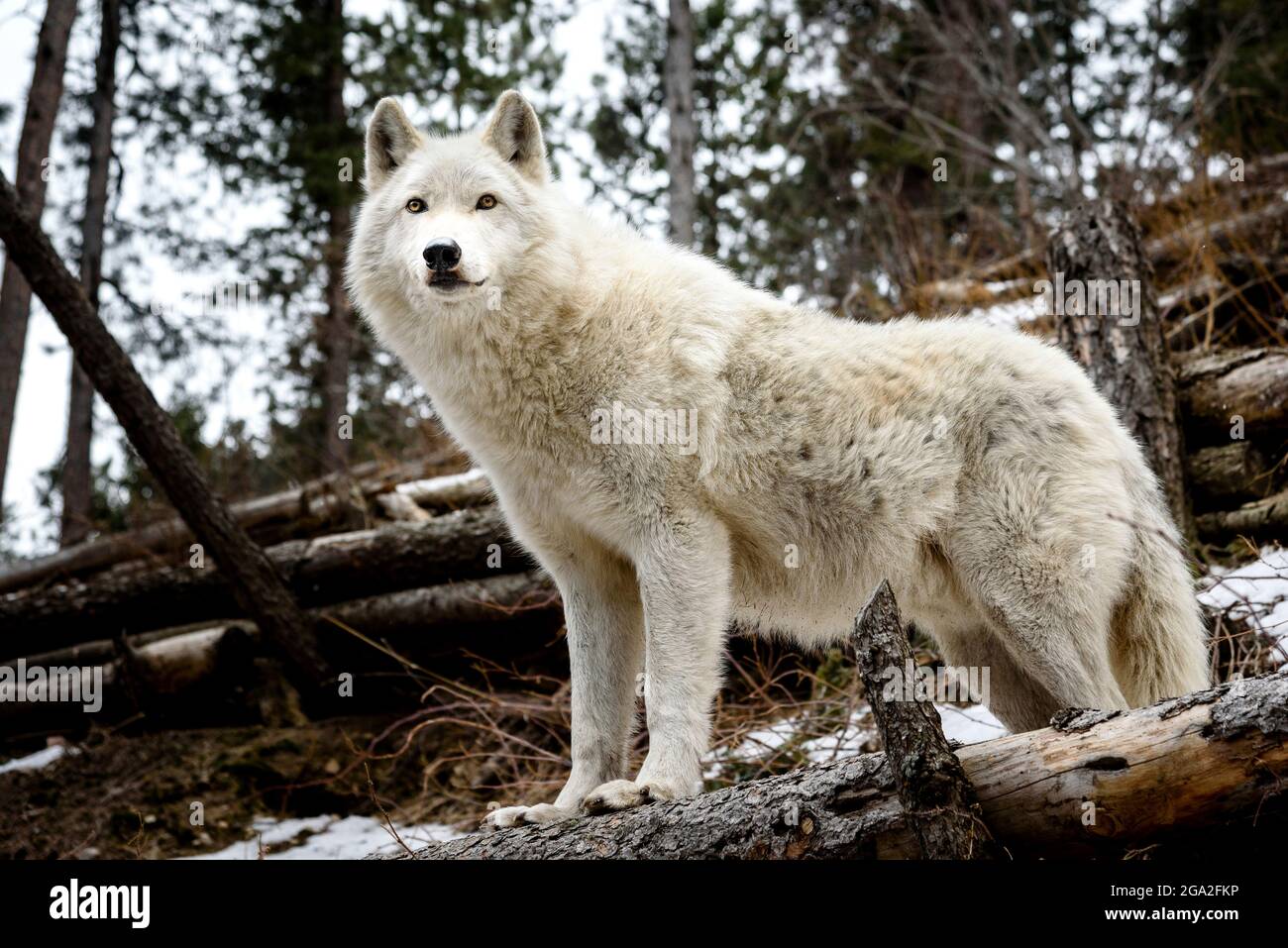 Ein arktischer Wolf (Canis lupus arctos), der in einem Wolf Sanctuary im Norden Colorados unter umgestürzten Bäumen steht Stockfoto