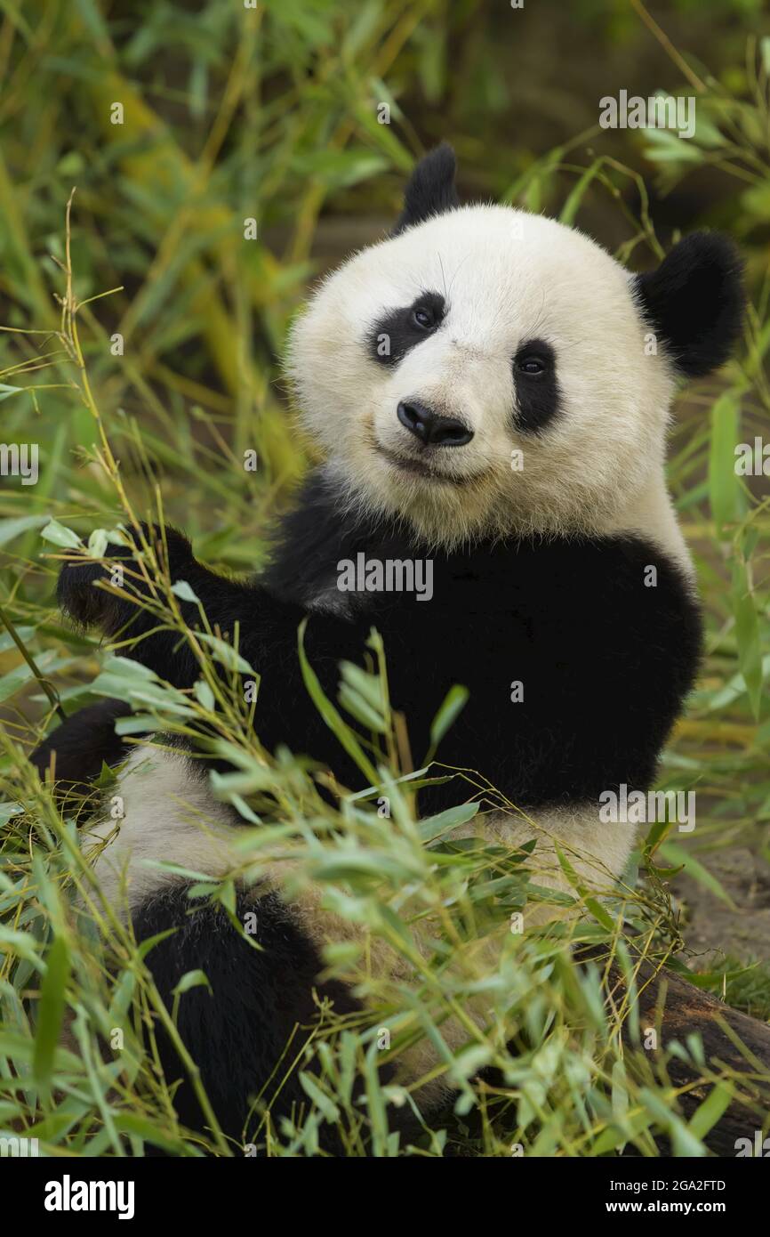Riesiger Panda (Ailuropoda melanoleuca), gefangen in einem Zoo; Österreich Stockfoto