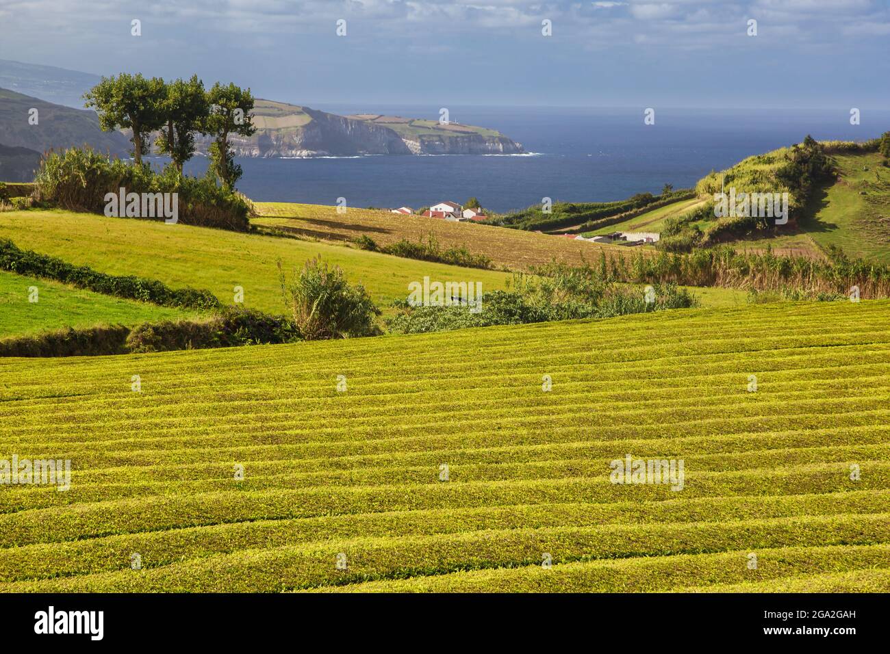 Üppige, grüne Teepflanzen bedecken die Felder der berühmten Gorreana Teefabrik entlang der Küste des Atlantischen Ozeans; Sao Miguel Island, Azoren Stockfoto