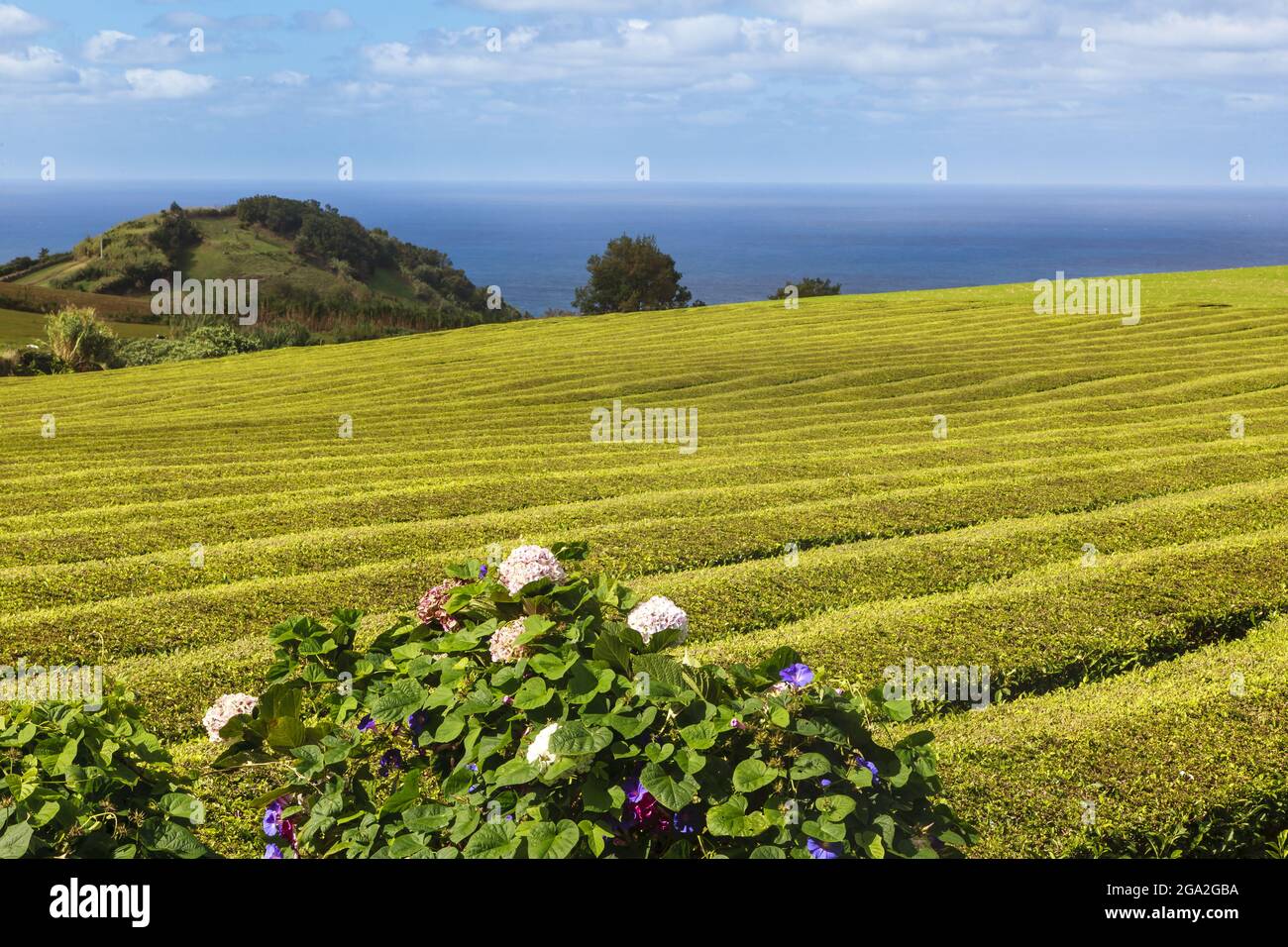 Die Felder der berühmten Gorreana Tea Factory entlang der Küste des Atlantischen Ozeans werden aus nächster Nähe von den üppigen, grünen Teeplanzen bepflanzt Stockfoto