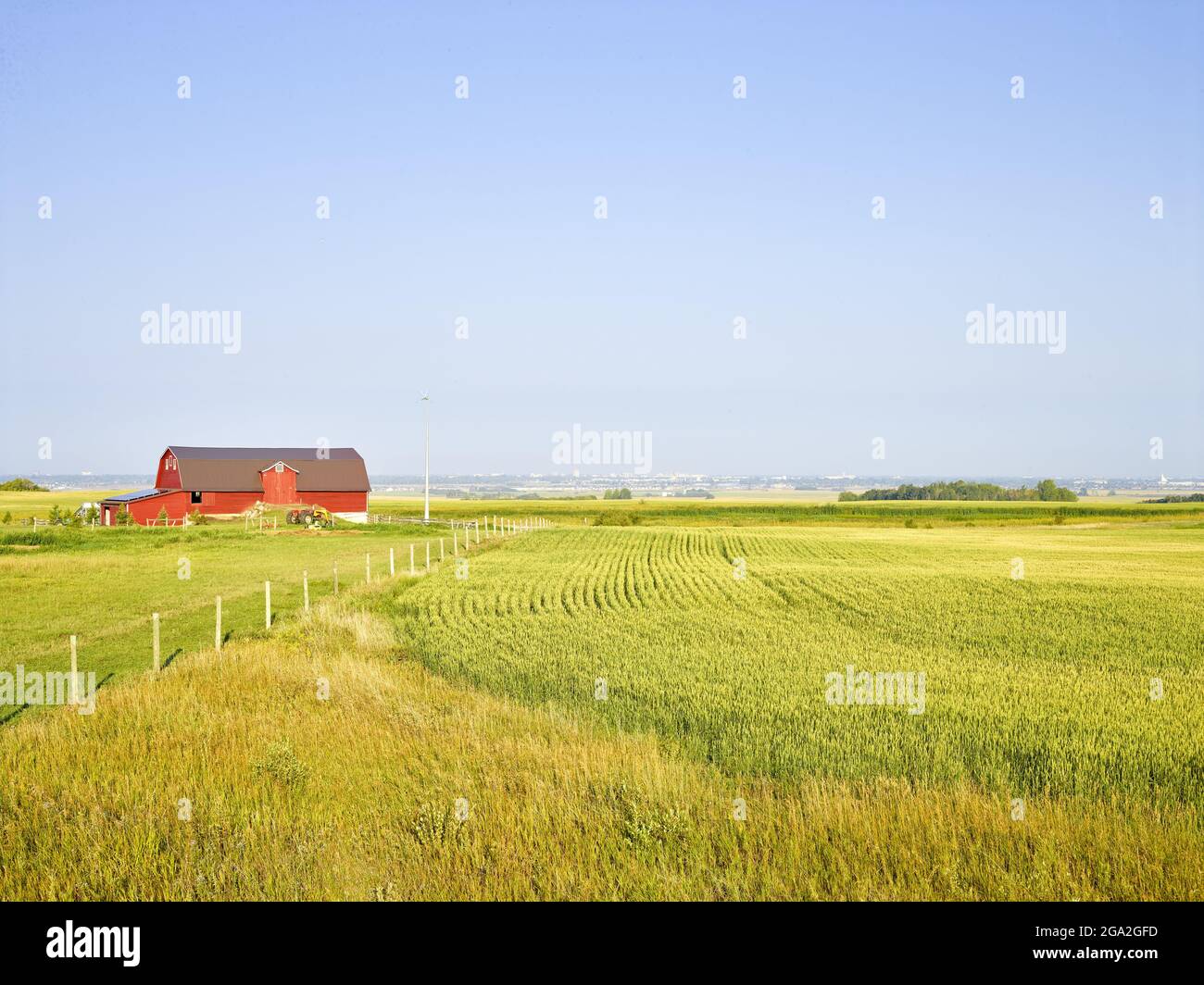 Rote Scheune, die sich mit einem blauen Himmel von den grünen Getreidefeldern absetzt; Saskatoon, Saskatchewan, Kanada Stockfoto