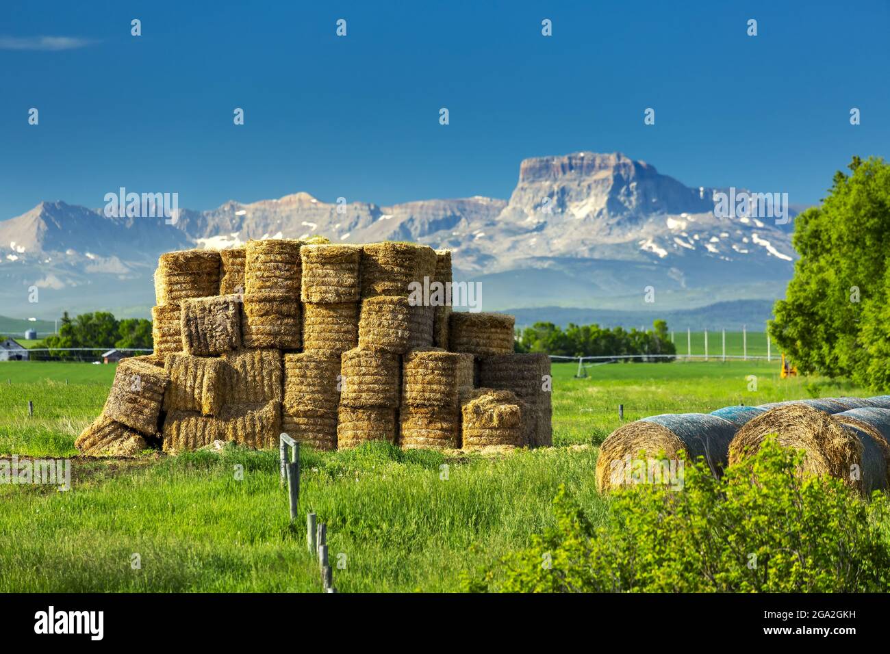 Bedeckte Heurollen neben einem Stapel quadratischer Heuballen in einem grasbewachsenen Feld mit blauem Himmel und den Rocky Mountains in der Ferne Stockfoto