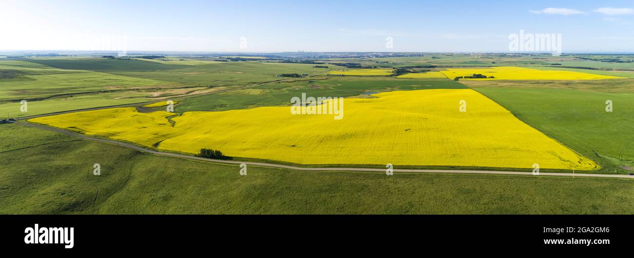 Luftaufnahme einer Landstraße, die blühende Rapsfelder überquert, die neben grünen Feldern unter blauem Himmel ragen Stockfoto