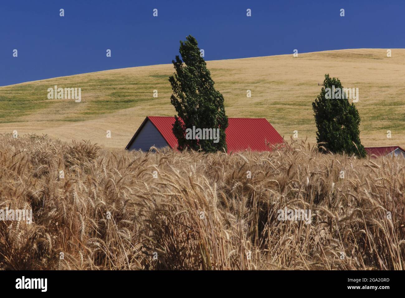 Getreideernte vor einer Scheune mit einem roten Dach aus den Feldern mit einem grasbewachsenen Hügel im Hintergrund Stockfoto