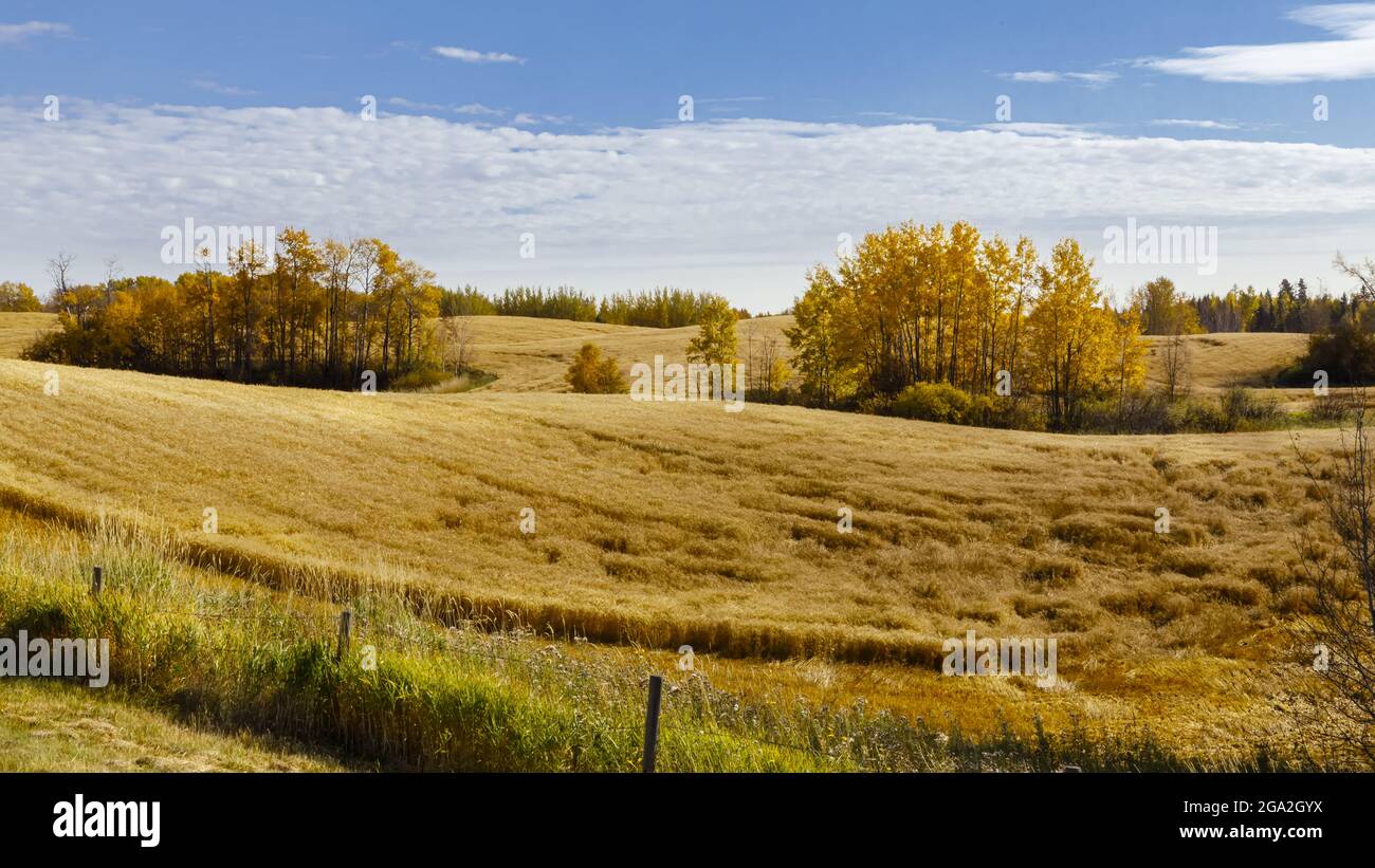 Golden Grain Fields bereit für die Ernte mit Bäumen in Herbstfarben; Alberta, Kanada Stockfoto