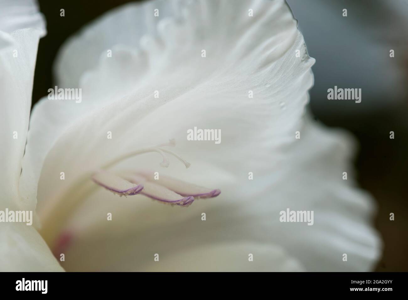 Staubgefäße und weiße Blütenblätter einer Gladiolusblüte werden in einem Blumengarten aus der Nähe betrachtet; Astoria, Oregon, USA Stockfoto