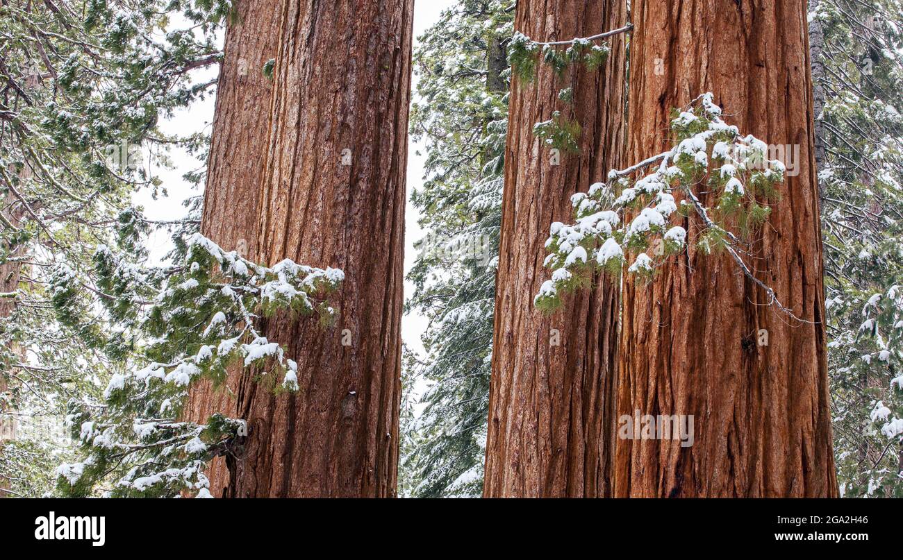 Rothölzer im Schnee in Mariposa Grove, Yosemite National Park; California, Vereinigte Staaten von Amerika Stockfoto