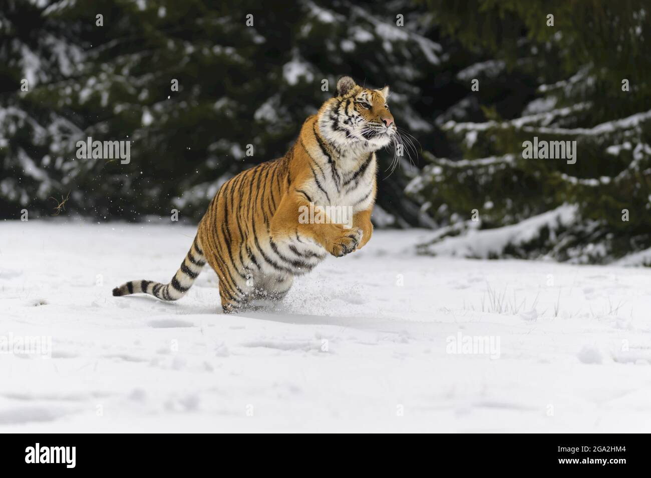 Sibirischer Tiger (Panthera tigris altaica) im Schnee; Tschechische Republik Stockfoto