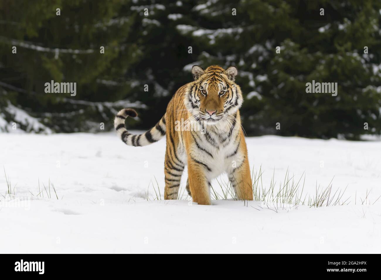 Sibirischer Tiger (Panthera tigris altaica) im Winter; Tschechische Republik Stockfoto