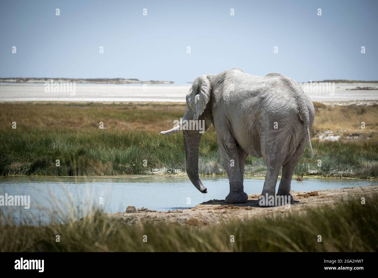 Blick von hinten auf einen afrikanischen Buschelefanten (Loxodonta africana), der ein grasbewachsenes Wasserloch ansah und sich auf der Savanne in Etosha zum Trinken bereit... Stockfoto