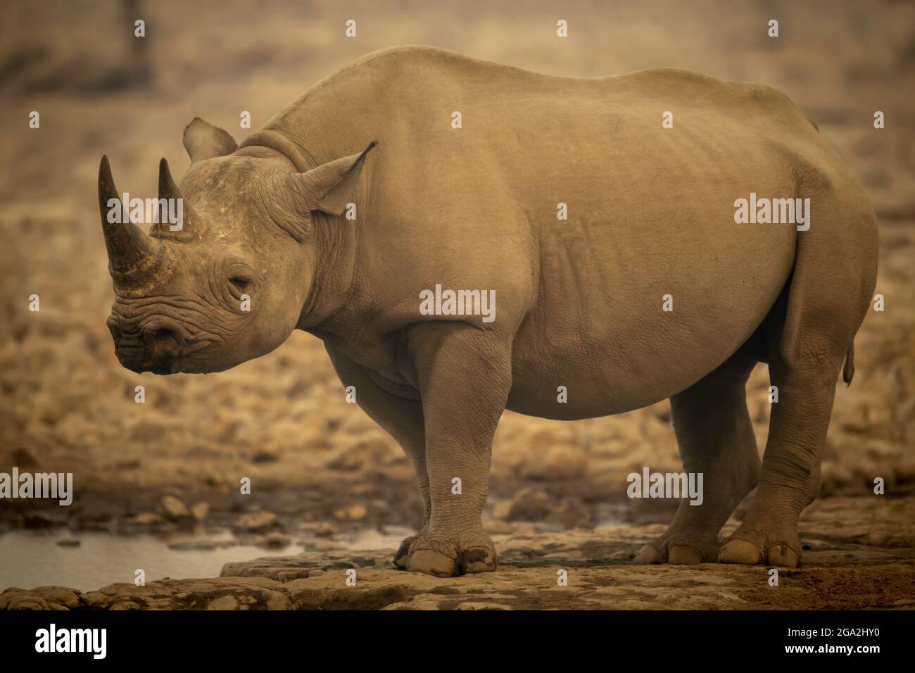 Schwarzes Nashorn (Diceros bicornis), das neben einem Wasserloch in der Dunst-Augenkamera im Etosh National Park steht; Otavi, Oshikoto, Namibia Stockfoto