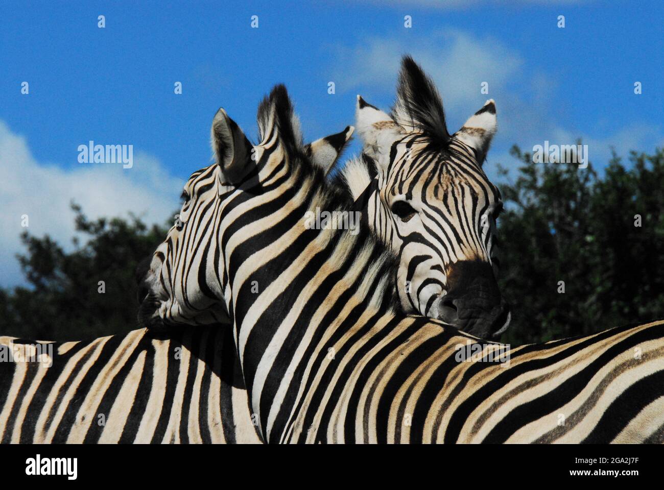 Extreme Nahaufnahme von zwei wunderschönen wilden Zebras Köpfen mit gekreuzten Hälsen in Zuneigung. Aufgenommen während einer Safari in Südafrika. Stockfoto